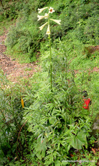 Cardiocrinum giganteum