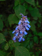 Salvia polystachia