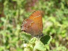 Callophrys muiri