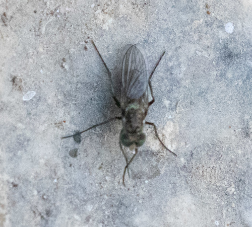 Long-legged fly (Tachytrechus angustipennis) photo 4