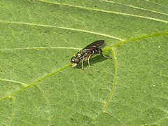 Merosargus
