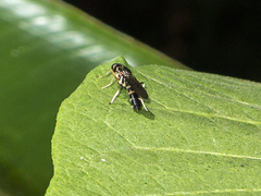 Merosargus