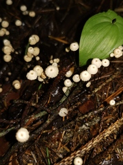 Marasmius wettsteinii