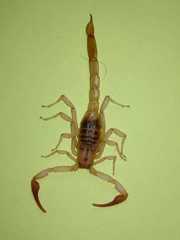 Franckeus rubrimanus