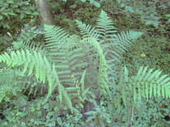 Deparia