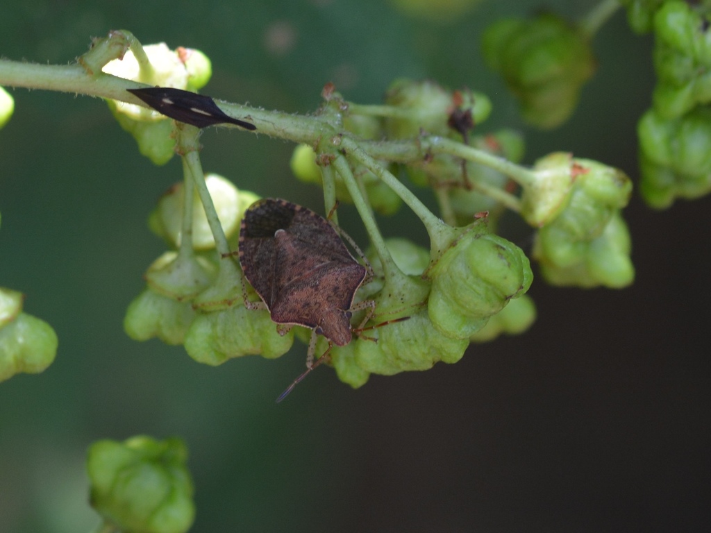 Euschistus politus