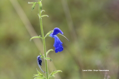 Salvia patens