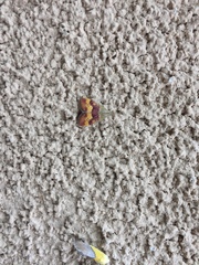 Pyrausta flavofascialis