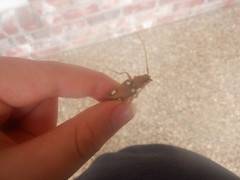 Eburia quadrigeminata