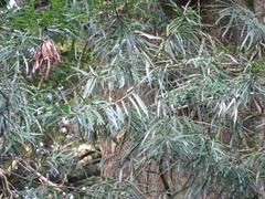 Podocarpus henkelii