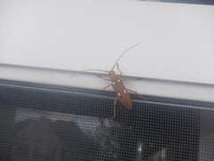 Eburia quadrigeminata