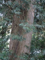 Podocarpus henkelii