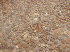 Eburia quadrigeminata