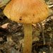 Wrinkled Cortinarius - Photo (c) Jason Hollinger, some rights reserved (CC BY)