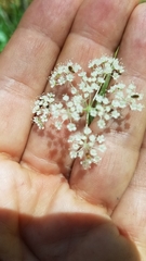 Perideridia parishii