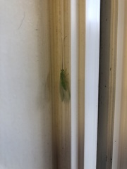 Ceraeochrysa lineaticornis