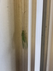 Ceraeochrysa lineaticornis