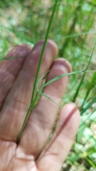 Perideridia parishii