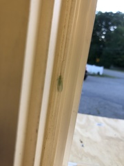 Ceraeochrysa lineaticornis