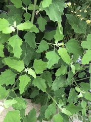 Chenopodium album