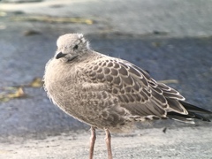 Larus brachyrhynchus