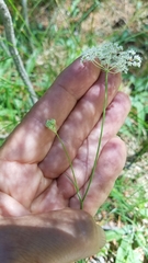 Perideridia parishii