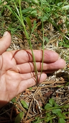 Perideridia parishii