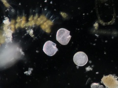 Protoperidinium