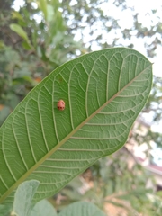 Coelophora inaequalis