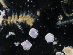 Protoperidinium