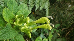 Centropogon nigricans