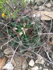 Hamatocactus hamatacanthus hamatacanthus