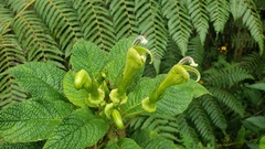 Centropogon nigricans