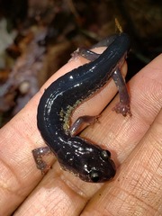 Plethodon chattahoochee