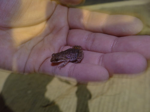Brown Peeping Frog