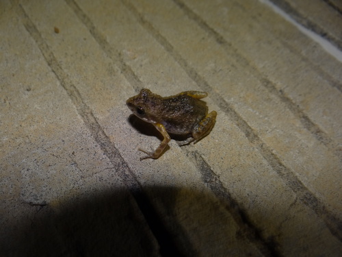 Brown Peeping Frog