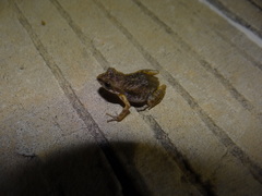 Eleutherodactylus maurus