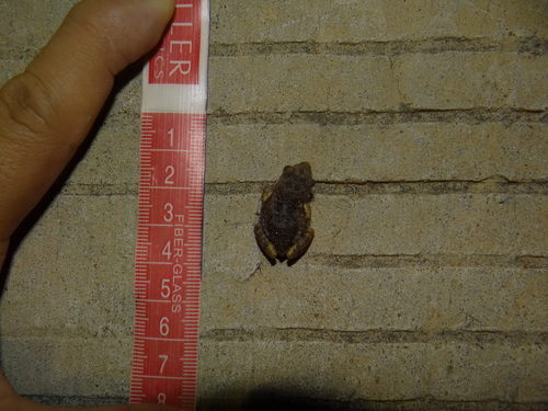 Brown Peeping Frog