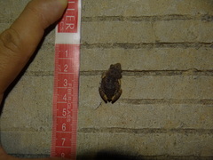 Eleutherodactylus maurus