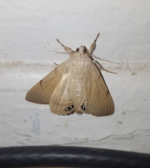 Litoprosopus coachella