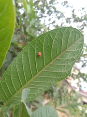 Coelophora inaequalis