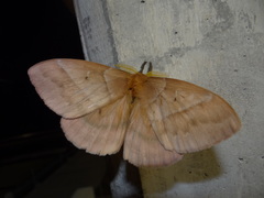 Hemileucinae