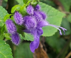 Salvia sigchosica