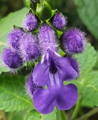 Salvia sigchosica