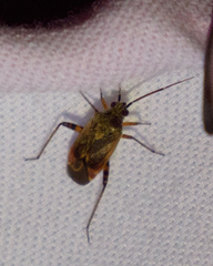 Polymerus
