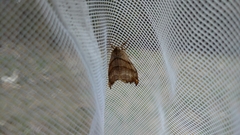 Drepana bilineata