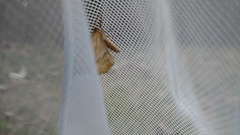 Drepana bilineata