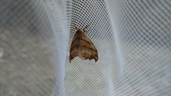 Drepana bilineata