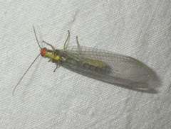 Nothochrysa fulviceps