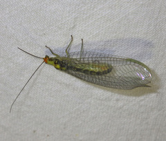 Nothochrysa fulviceps